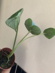 IMG_4141.jpeg