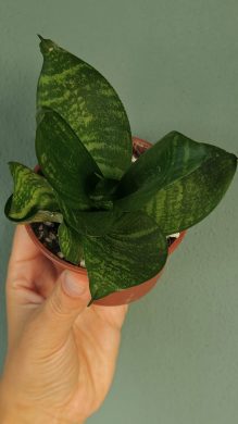 Tchýnin jazyk / Sansevieria