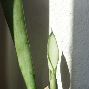 Tchynin jazyk, Sansevieria trifasciata cv. Silver Queen