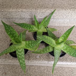 Aloe vera