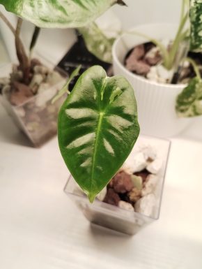Alocasia Frydek Micholitziana low variegata 🌿