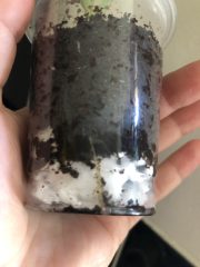 IMG_4247.jpeg