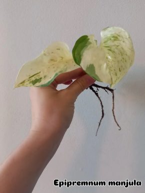 Epipremnum manjula (happy leaf)
