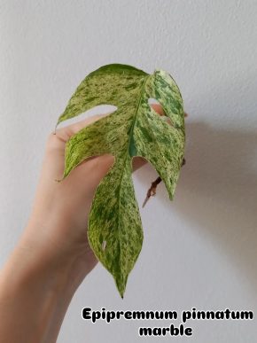 Epipremnum pinnatum marble