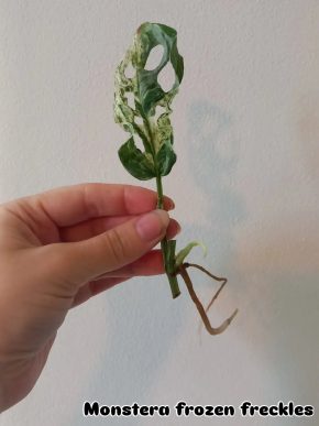 Monstera frozen freckles