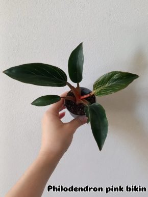 Philodendron pink bikin