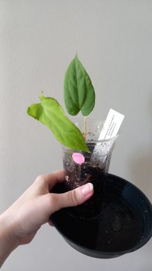 Anthurium raritní hybrid