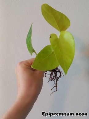 Epipremnum neon