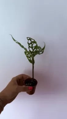 MONSTERA Obliqua Peru 1.