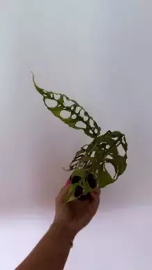 MONSTERA Obliqua Peru 2.
