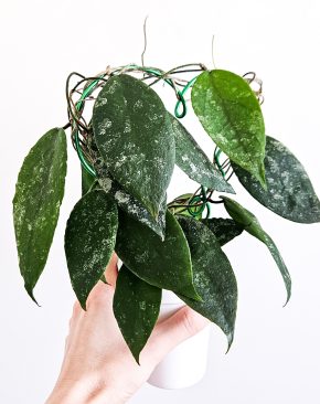 Hoya caudata sumatra
