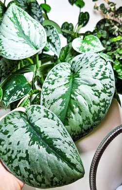 Scindapsus exotica