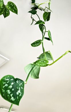 Scindapsus pictus trebie