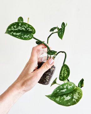Scindapsus pictus trebie rostlina