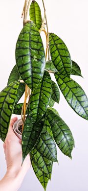 Hoya Callistophylla Black Cat
