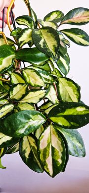 Hoya tricolor