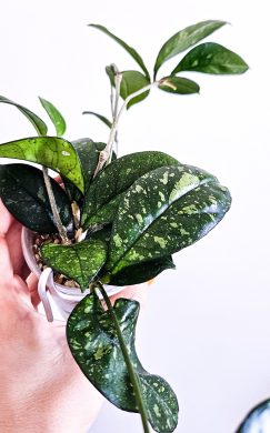 Hoya crassipetiolata splash (round leaves)
