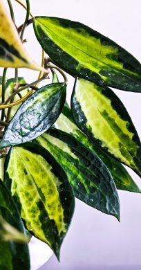 Hoya Macrophylla Pot of Gold