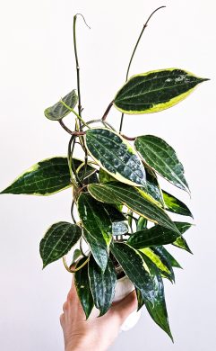Hoya macrophylla Albomarginata