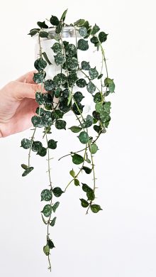 Hoya curtisii