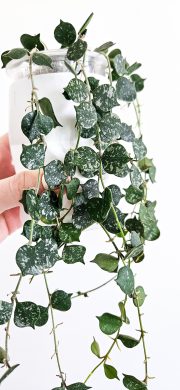 Hoya curtisii