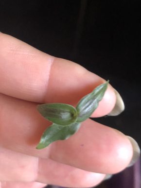 Tradescantia Gibasis Pellucida Nosfe - čerstvy rizek ( 1 kus)