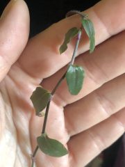 IMG_4265.jpeg