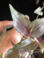 IMG_4258.jpeg