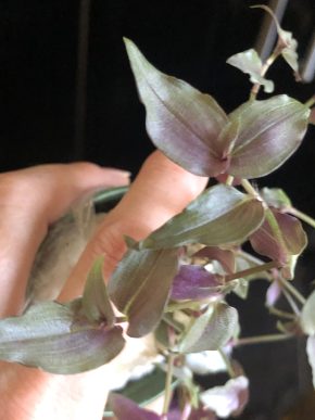 Tradescantia Pellucida Purple - čerstvý řizek ( 1 kus)