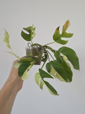 Rhaphidophora tetrasperma variegata monstera minima