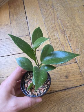 Hoya cv. sunrise