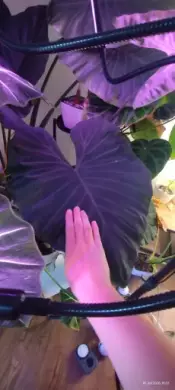 Alocasia Regal Shield Hlíza