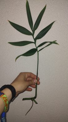 Monstera subpinnata