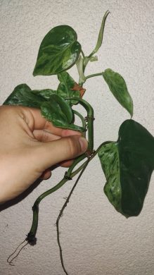 Filodendron oxycardium variegata
