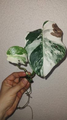 Monstera albo