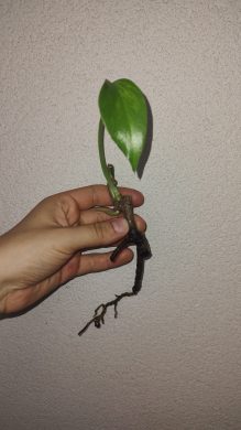 Monstera aurea