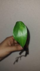 IMG_20260717_173050553.jpg
