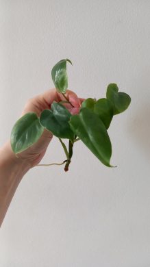 Philodendron burle marx