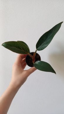 Philodendron pink bikin