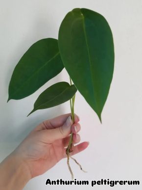 Anthurium peltigrerum