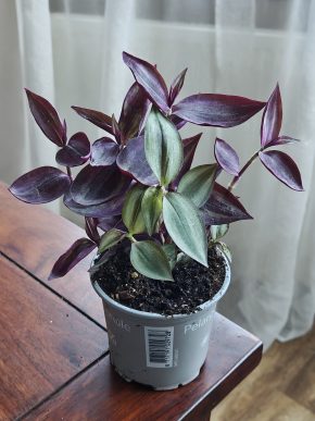 Tradescantia mix
