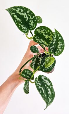 Scindapsus pictus trebie + silver lady