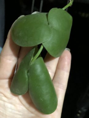 Dischidia Platyphylla - čerstvý řizek