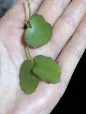 Dischidia Pectenoides Shoko - čerstvý řizek