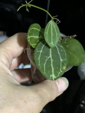 Dischidia Meloun - rostlina