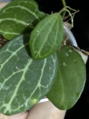 IMG_4301.jpeg