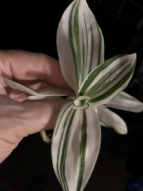 Tradescantia Brightness - čerstvý řizek