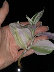 IMG_4292.jpeg