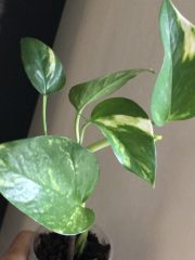 IMG_4283.jpeg