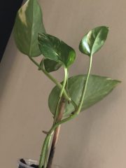 IMG_4286.jpeg